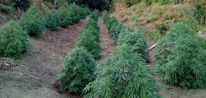 Прокуратурата иска затвор за обвинен в разпространение на 90 кг марихуана (СНИМКИ)