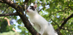 Котарак живее на дърво вече шеста година (ВИДЕО)