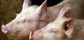 Кой е виновен за разпространението на африканската чума сред свинете?