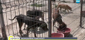 Доброволци основаха кучешки приют в Козлодуй