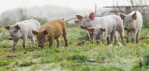 Започна дезинфекцията след умъртвяването на прасетата край Созопол