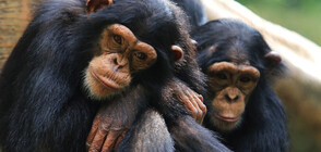 Шимпанзетата се разнежват, гледайки филми заедно