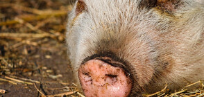 Бедствено положение в Разградско и Плевенско заради чумата по свинете