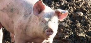 Бедствено положение и в Добричко заради чумата по свинете