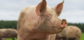 Потвърдиха още едно огнище на чума по свинете във Видин