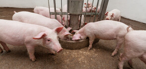 Напрежение във Видин заради чумата по свинете