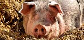 Спират проверките в свиневъдните стопанства в цялата страна