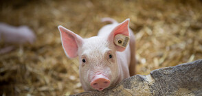 Африканска чума във ферма със 17 000 свине в Силистренско