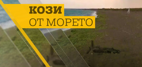 Мъртви кози с румънска маркировка изхвърли морето край Дуранкулак