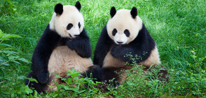 Китайски панди празнуват рождения ден в зоопарка в Москва (ВИДЕО)