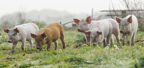 Държавата си постави срок за овладяване на чумата по свинете