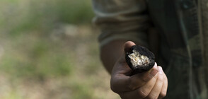 Събирачи на трюфели протестираха в Добрич