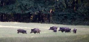 Ловци на помощ на държавата в борбата с африканската чума