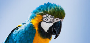 Учени откриха останки от огромен папагал (СНИМКА)