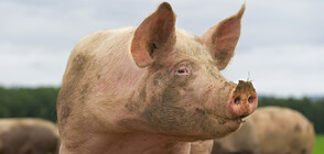 Нов случай на африканска чума в Югозападна България