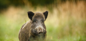 Нов случай на африканска чума е регистриран в силистренско село