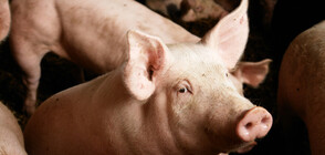 Три нови случая на африканска чума по свинете