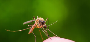 Коя е любимата кръвна група на комарите?