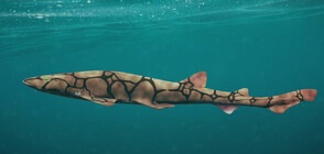 Акулите флуоресцират с помощта на специални молекули