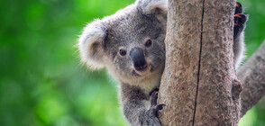 Избраха най-миловидната коала в Австралия (ВИДЕО+СНИМКИ)