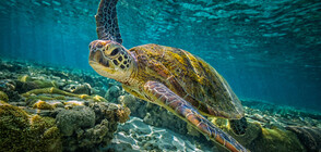 Безотговорни туристи раниха защитен вид морски костенурки в Гърция