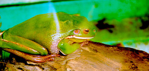 Най-големите жаби в света местят скали, по-тежки от половината им тегло