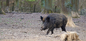 Нова положителна проба за чума при диво прасе в Смолянска област