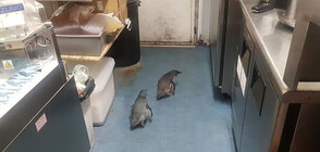 Пингвини се настаниха в ресторант за бургери (ВИДЕО+СНИМКИ)