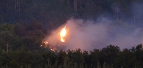 Пожар гори край дупнишкото село Тополница (СНИМКИ)