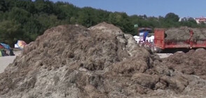 Кой изсипа камари с водорасли на плаж край Бургас?