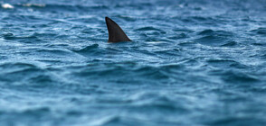 Учени откриха жива акула, по-стара от Шекспир (СНИМКИ)