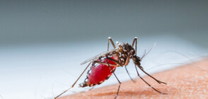 Случай на малария е установен в бежанския лагер в Харманли