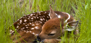 Изоставено еленче намери майчина грижа при коза (СНИМКИ)