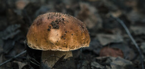 Гъбар откри манатарка рекордьор