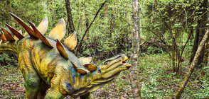 Британски палеонтолози откриха в Мароко нов род стегозаври (СНИМКА)