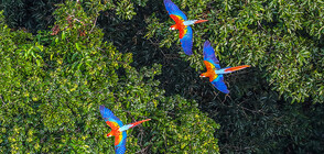 Красотата на Амазонската джунгла - "белият дроб" на Земята (ГАЛЕРИЯ)