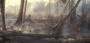 Пожар обхвана близо 120 дка гора край Ветрен