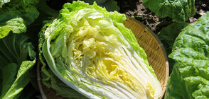 Цветя и зеленчуци, които да отглеждате с чаша вода (ГАЛЕРИЯ)