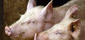 Огнище на африканска чума и във Варненско