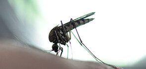 Започват наземните обработки срещу комари в Бургаско