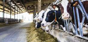 Проверяват фуражна суровина от Бразилия със съмнение за салмонела