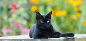 Надзиратели хванаха котка, пренасяла мобилни телефони за затворници