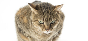 Гигантска котка стана звезда в САЩ (СНИМКА)