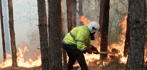 Голям пожар край Харманли, горят 1000 декара гори и ниска растителност (ВИДЕО)
