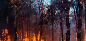 Пожар обхвана иглолистна гора в Родопите