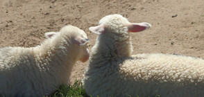 Изхвърлят незаконно животински отпадъци край Кърджали