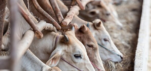 Откриха стадо мъртви крави в Рила