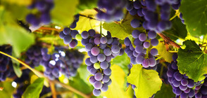 Френското грозде вече узрява с две седмици по-рано