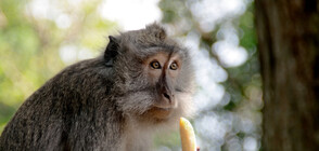 Маймуна взе котенце за заложник (ВИДЕО)