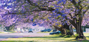 Дървета, които превръщат градината в приказка (ГАЛЕРИЯ)